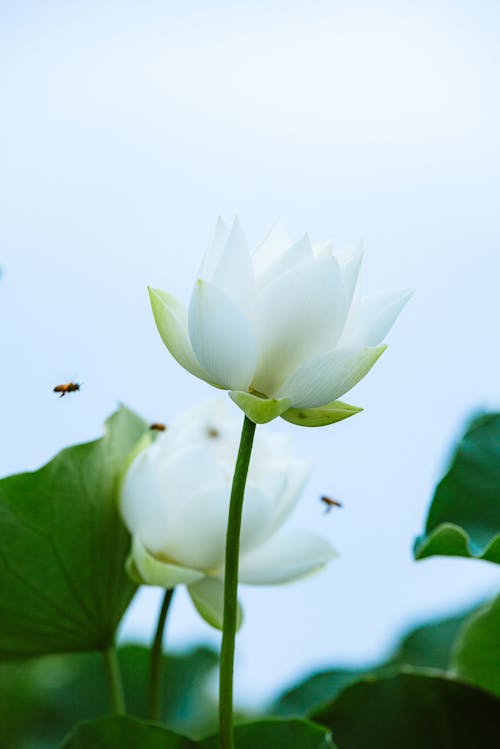 Bees Flying around Blooming White Lotus Flowers