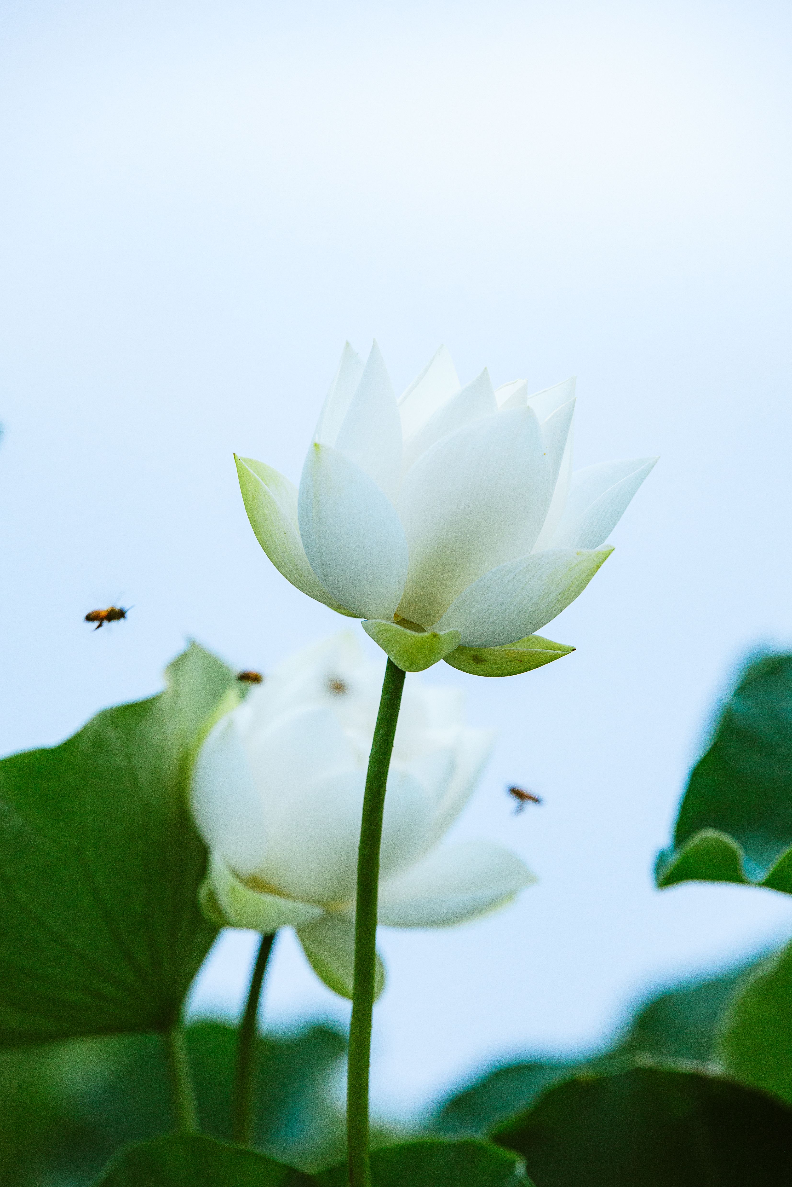 Bees Flying around Blooming White Lotus Flowers · Free Stock Photo