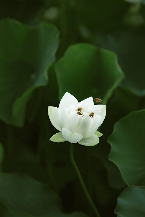 White Lotus Flower in a Garden 