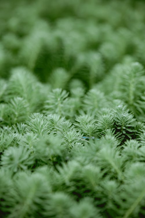 Abundance of Green Plants