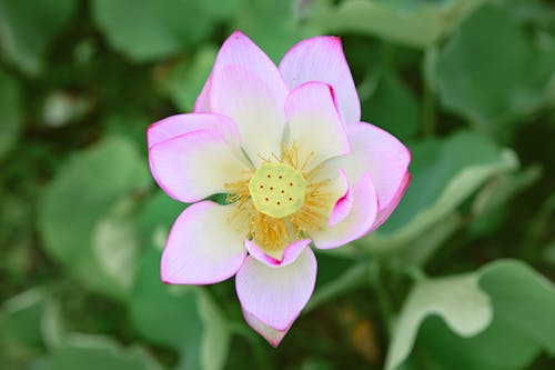 Pink Lily Flower in a Garden 