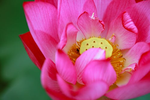 Pink Flower in a Garden