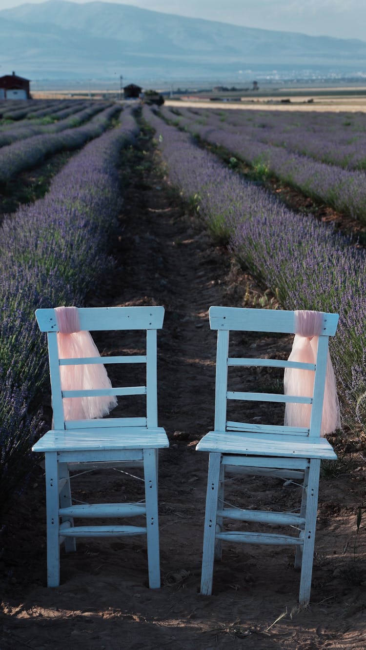 Blue Chairs On Lavender Field