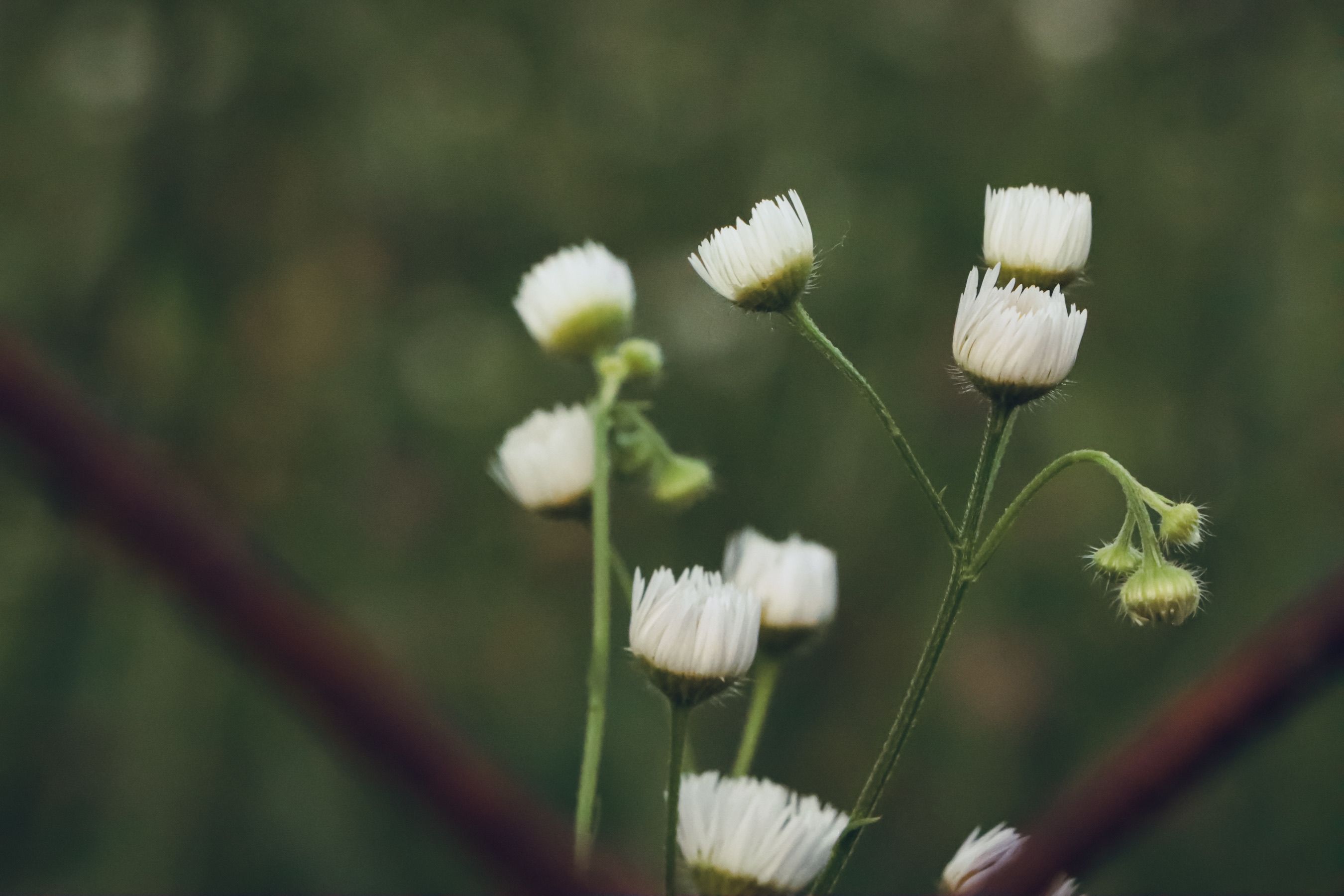 White flowers in a field with a fence in the background · Free Stock Photo