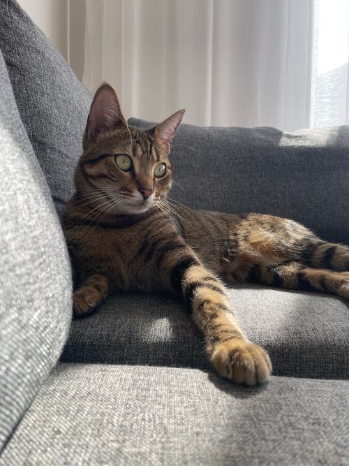 Free A relaxed domestic cat lounging in sunlight on a grey sofa indoors. Stock Photo