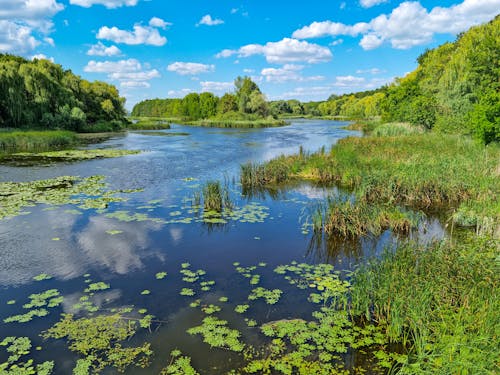 Lake in Summer Nature near Green Forest