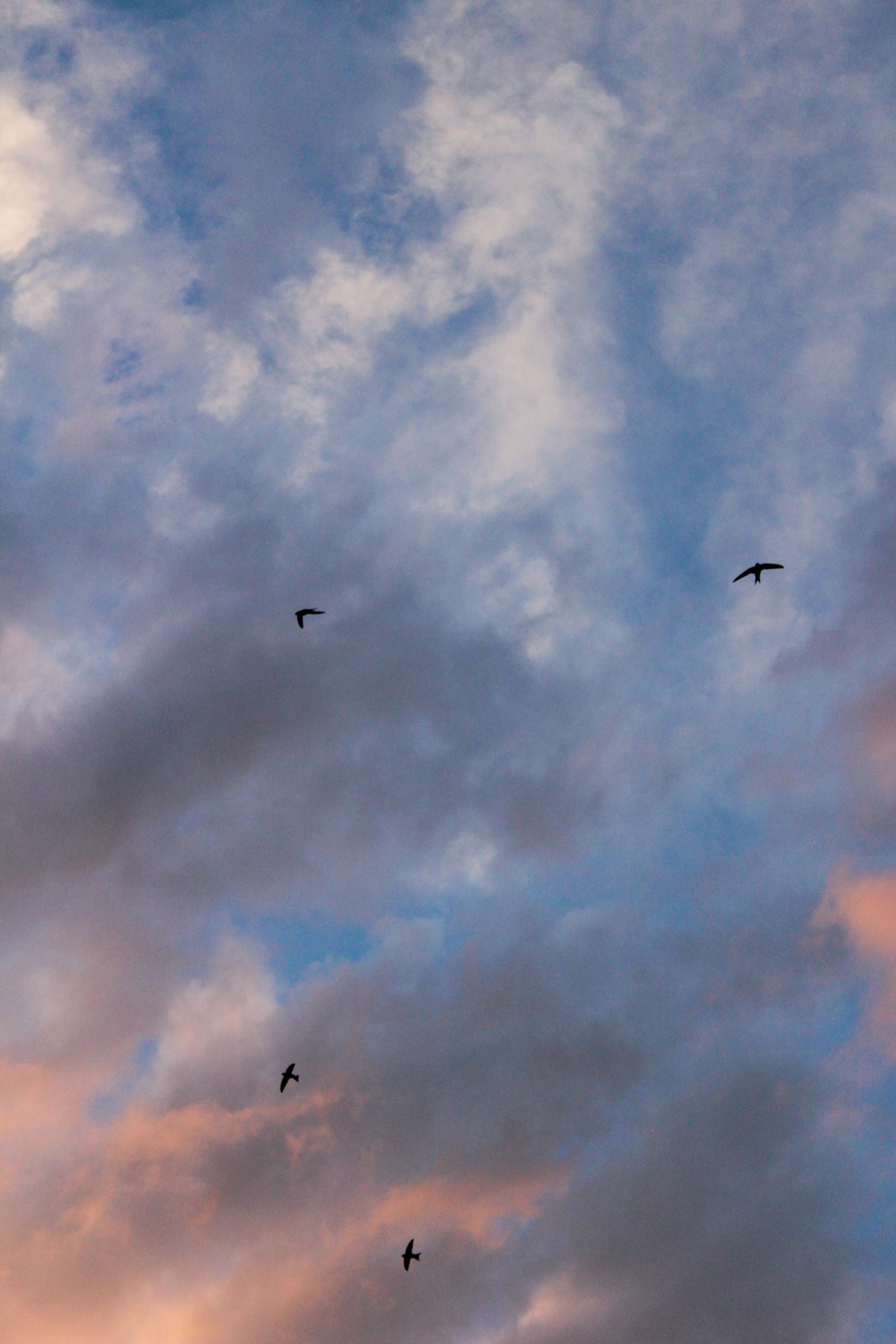 Birds Flying in Cloudy Sky on Sunset · Free Stock Photo