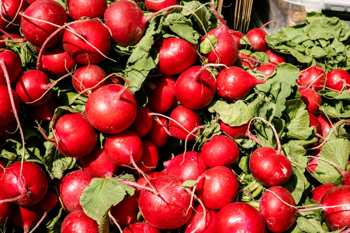 Radishes Ripe Close-up of Ripe Radish in Bunches · Free Stock Photo