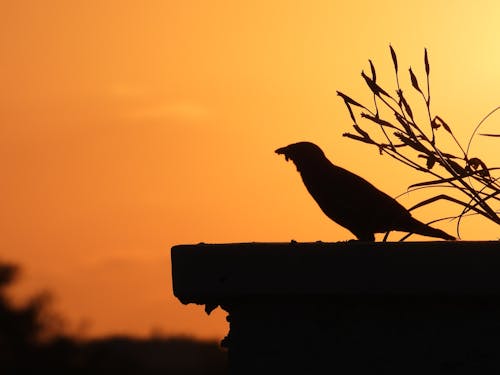 Bird with worm in mouth with sunset background 