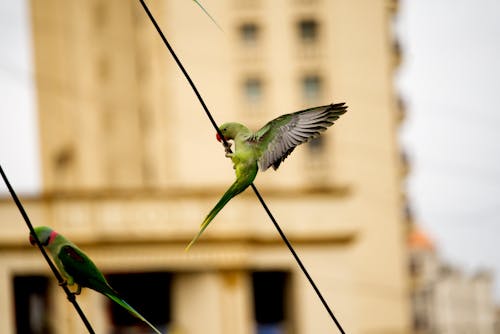 녹색 앵무새, 새, 천사 날개의 무료 스톡 사진