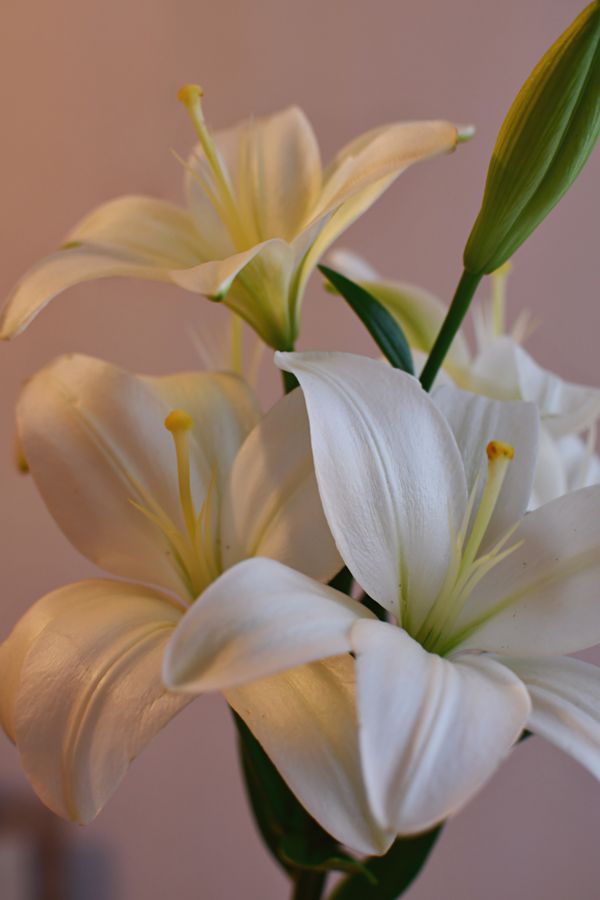 Backlit white lily petals — photo by Darya Grey_Owl on Pexels