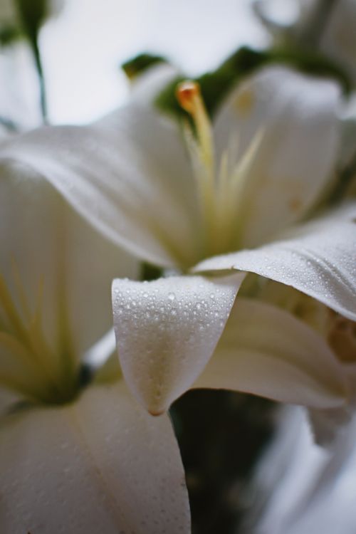 Free Elegant close-up of white lily petals adorned with fresh dew drops, showcasing natural beauty. Stock Photo