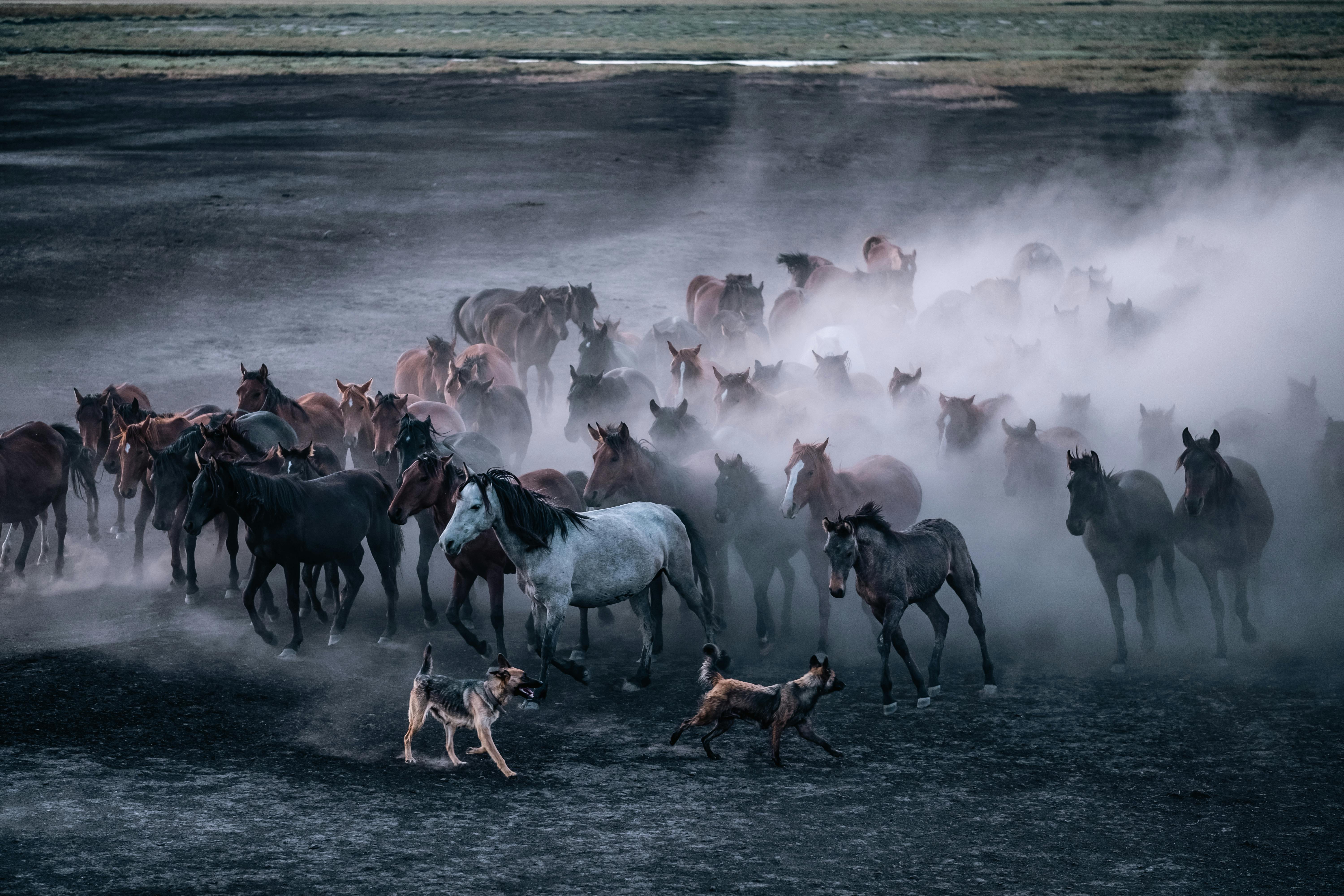 Running Herd of Horses and Two Dogs