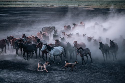 Les Chevaux Sauvages Courent Et Les Bergers Essaient De Les Attraper. Kayseri, Turquie