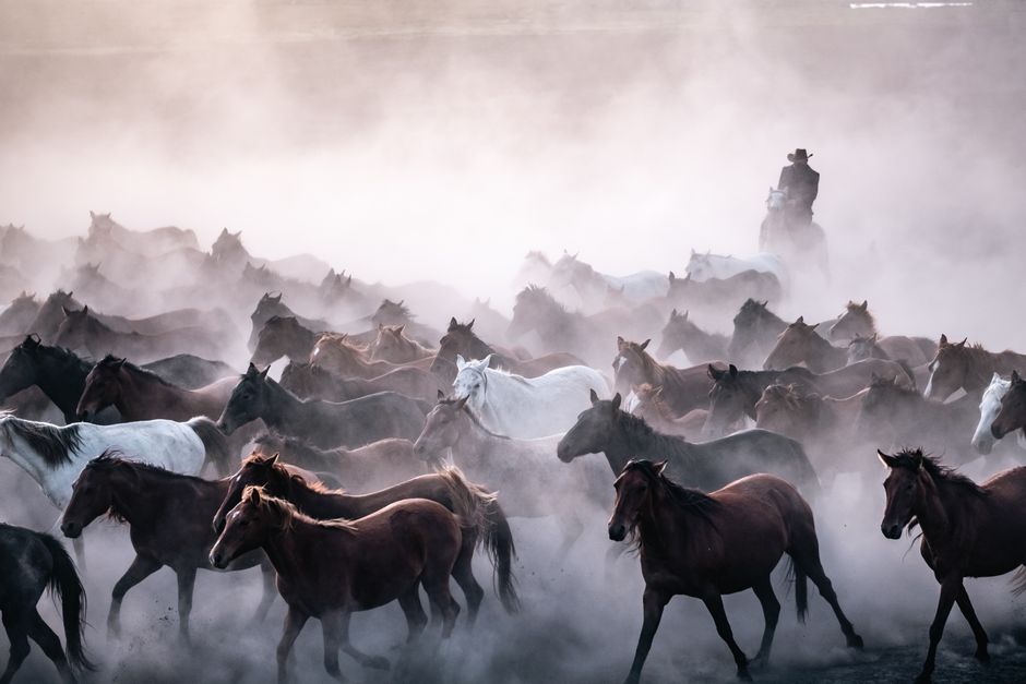 Rider leads a herd of horses through misty morning in Hürmetci, Türkiye.