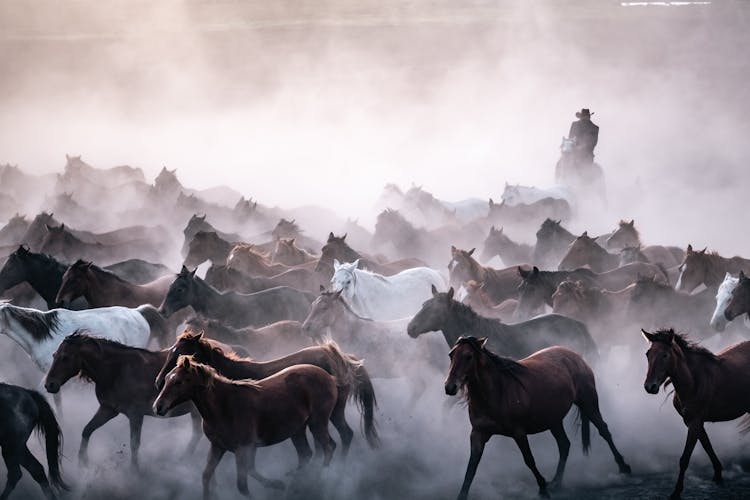 Herd Of Horses Running And Kicking Up Dust