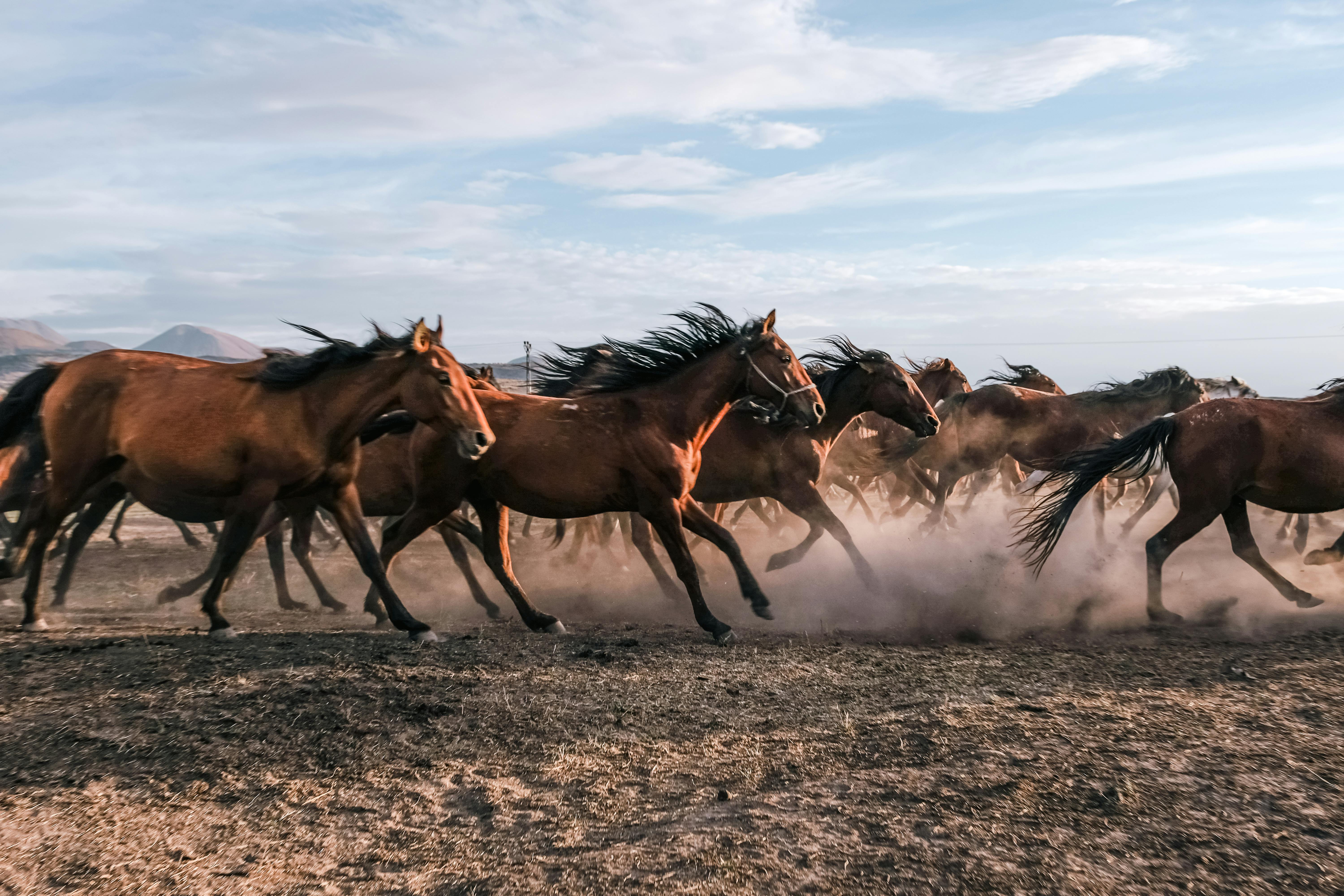 20.000+ melhores imagens de Cavalo Pulando · Download 100% grátis