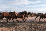 Wild Horses Running In A Field