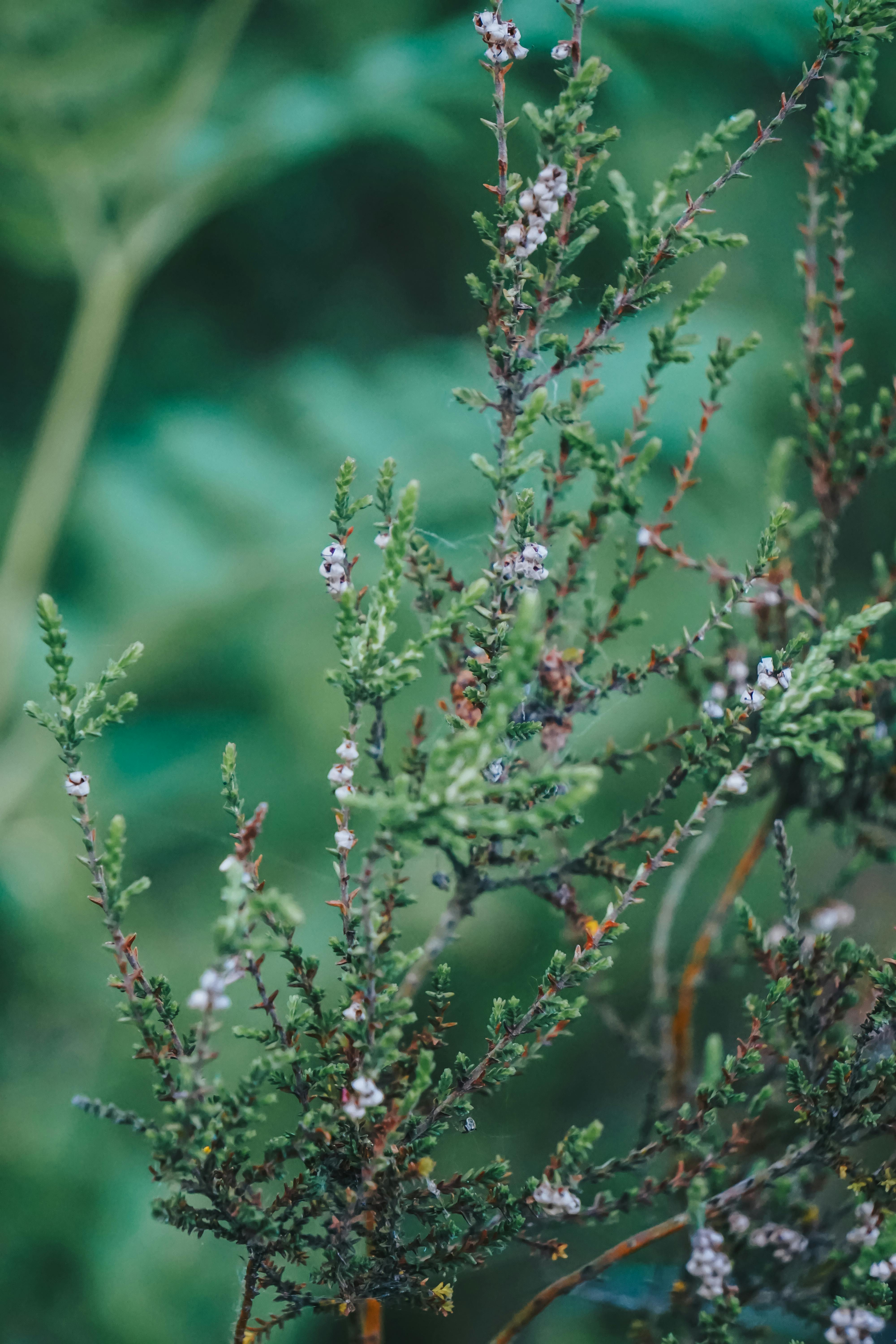 Delicate heather plants blooming amidst verdant green foliage, showcasing natural beauty.