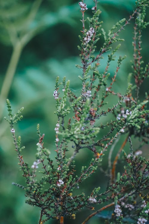 Imagine de stoc gratuită din focalizare selectivă, fotografiere verticală, fundal verde