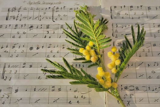 Close-up of yellow mimosa flowers on a vintage music sheet with handwritten notes.