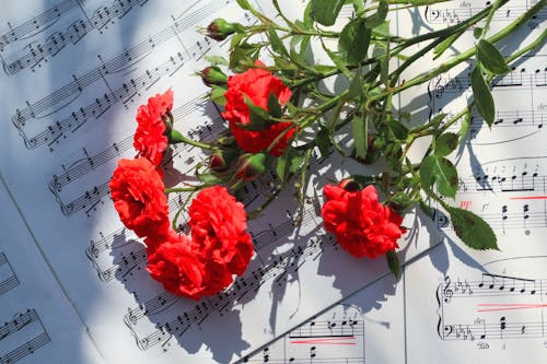 꽃, 노트, 빨간의 무료 스톡 사진