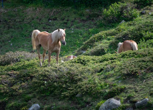 Foto profissional grátis de beleza natural, bosco, cavalo