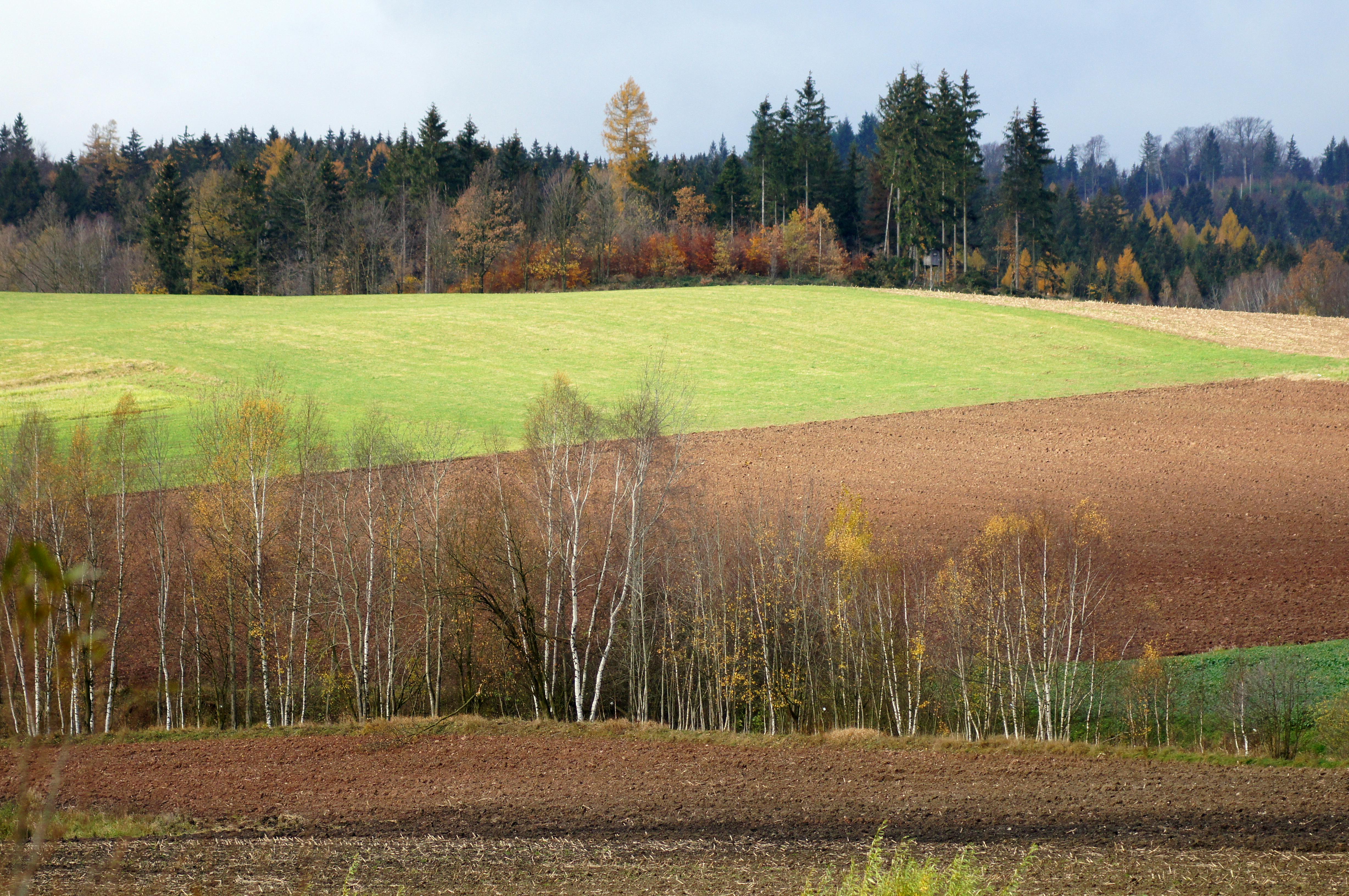 a field with trees and a green field