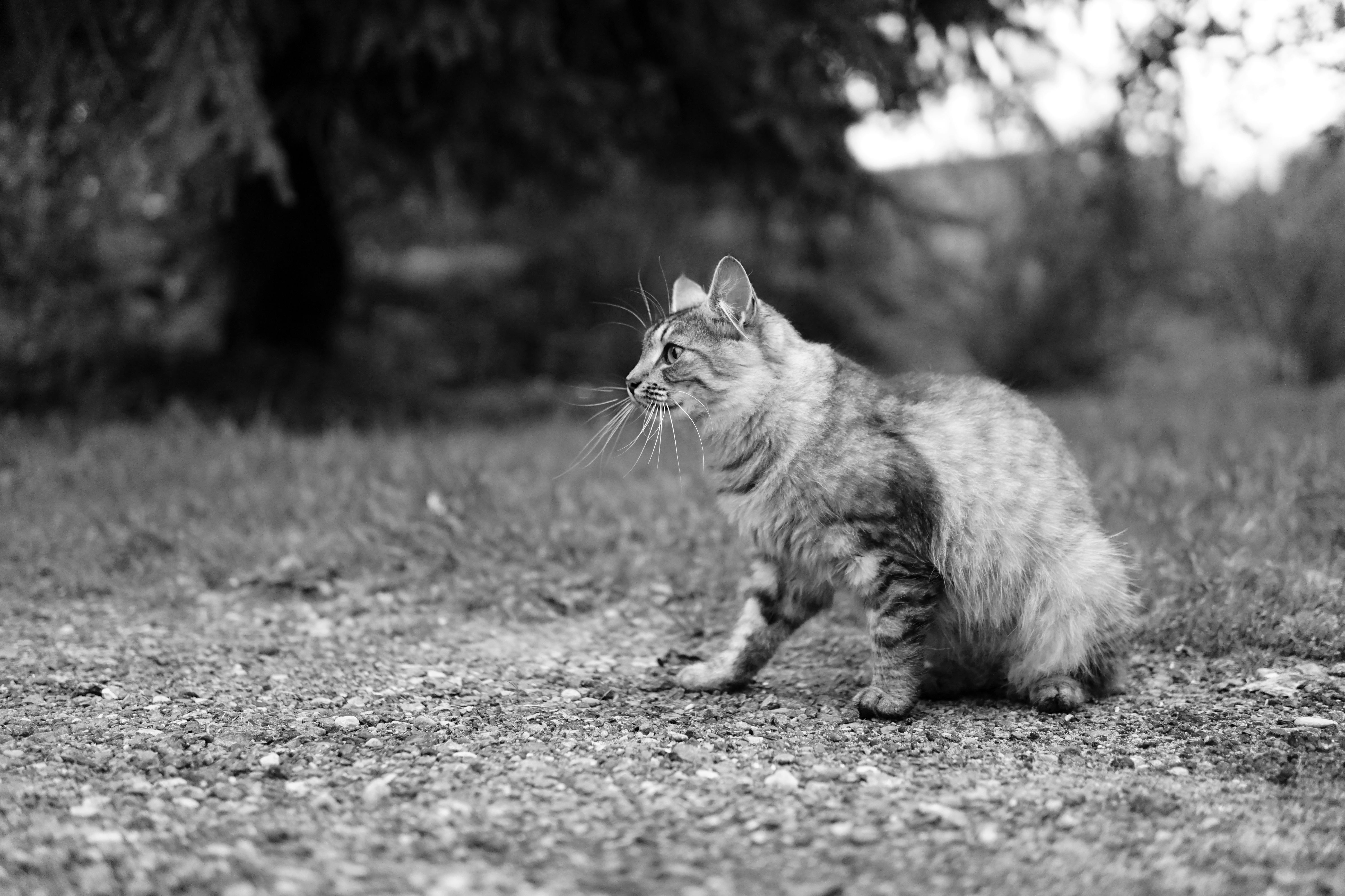 Miễn phí Ảnh lưu trữ miễn phí về ăng ten, ánh sáng tự nhiên, bay Ảnh lưu trữ