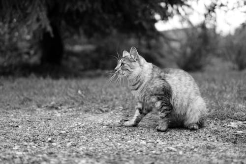 Miễn phí Ảnh lưu trữ miễn phí về ăng ten, ánh sáng tự nhiên, bay Ảnh lưu trữ