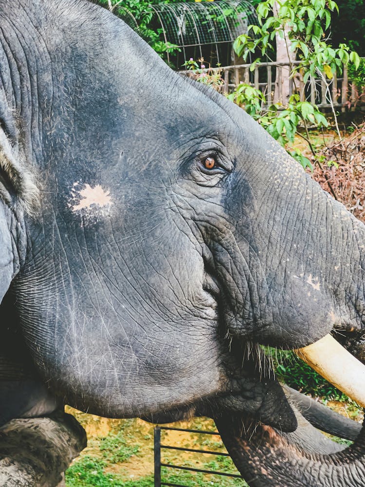 Head Of Elephant