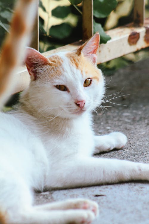 Portrait of a Turkish Van Cat Lying on the Ground