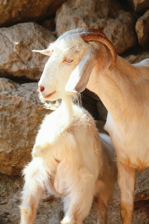 Goats Standing by the Rocks 