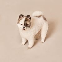 Small dog sitting in a studio — photo by honggyu kim on Pexels