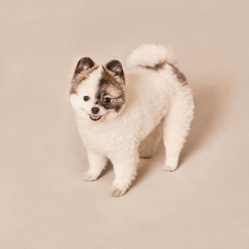 Free Cute Pomeranian Puppy Stock Photo