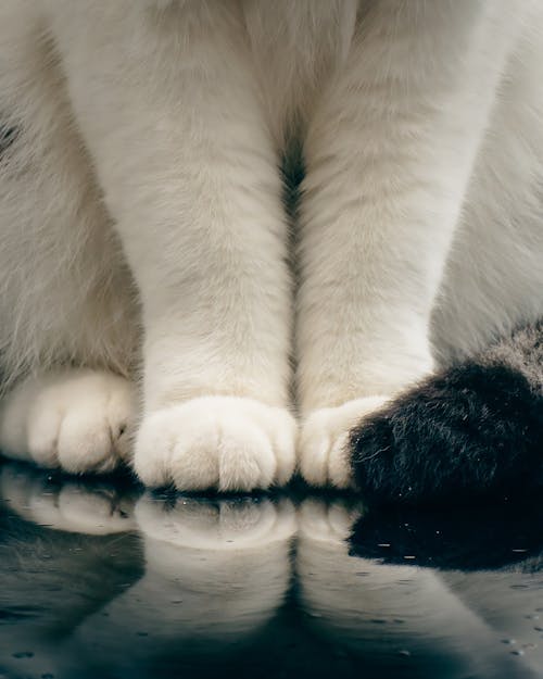 Foto profissional grátis de animal de estimação, bonitinho, doméstico