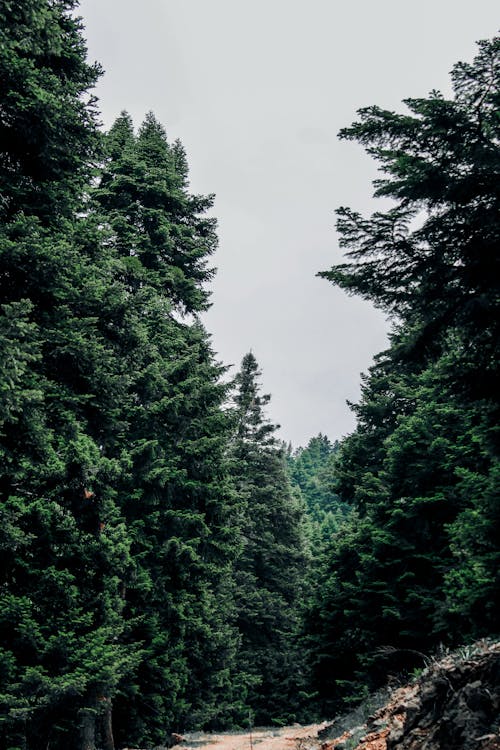 Forest with Conifer Trees 