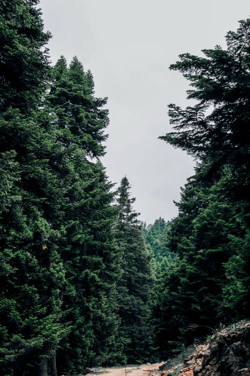 Free Majestic conifer forest in Aladağ, Adana, Türkiye. A tranquil natural landscape. Stock Photo