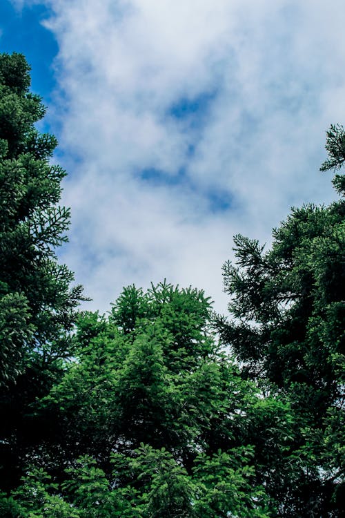 ağaçlar, bulutlar, dikey atış içeren Ücretsiz stok fotoğraf