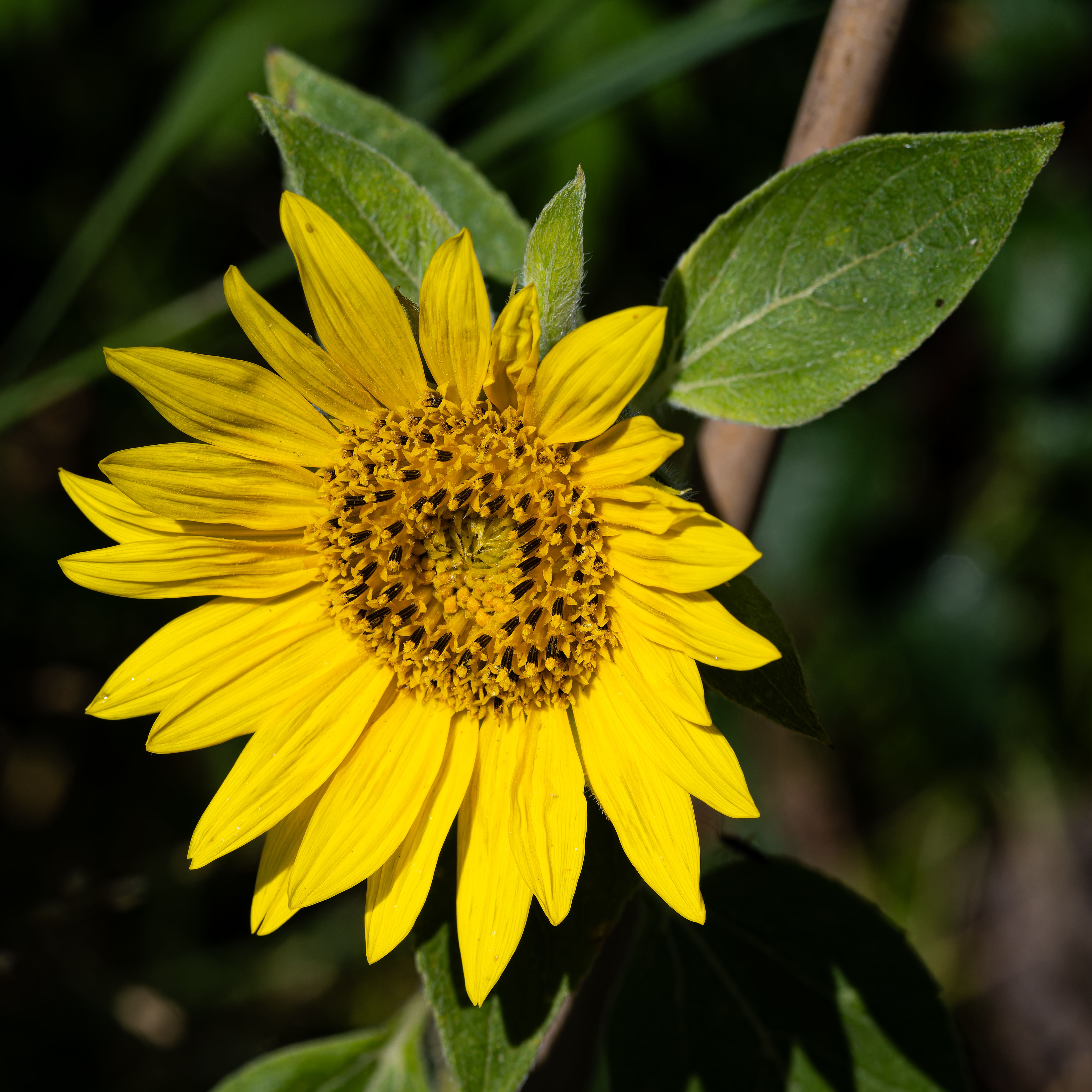 Close-up of a Sunflower · Free Stock Photo