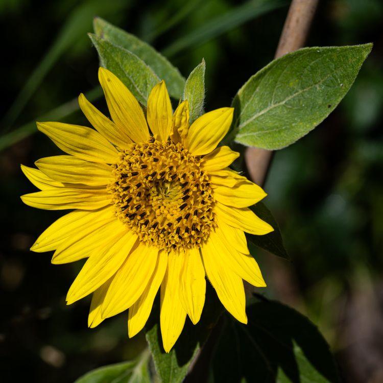 Funflower Close-up of a Sunflower · Free Stock Photo