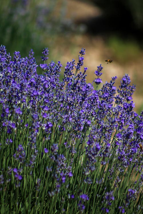 Ilmainen kuvapankkikuva tunnisteilla kasvit, kukat, laventeli