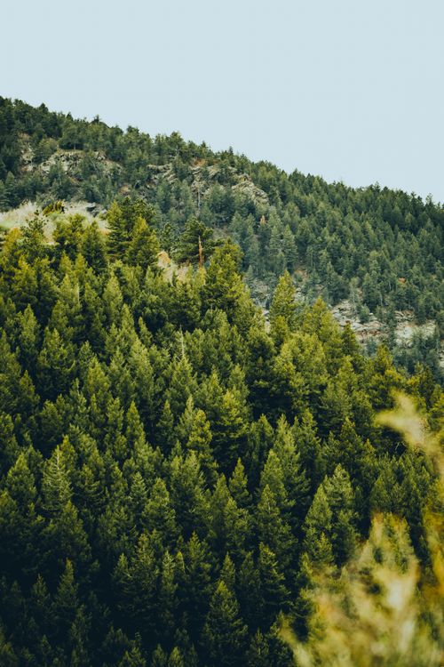 Free A serene view of a verdant coniferous forest on gently rolling hills under a clear sky. Stock Photo