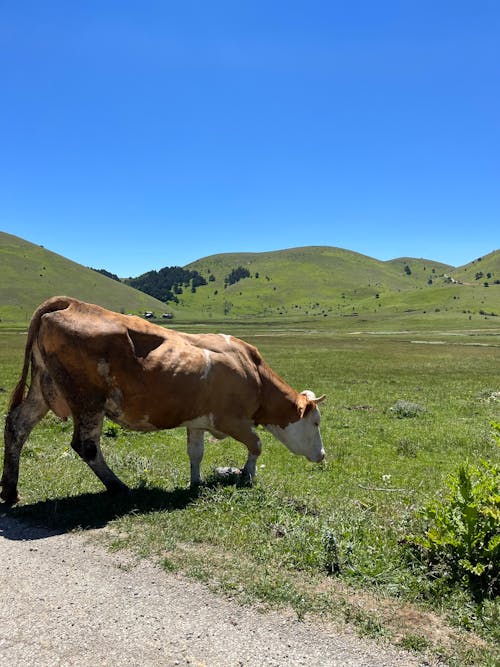 A Cow Grazing on a Pasture in Mountains