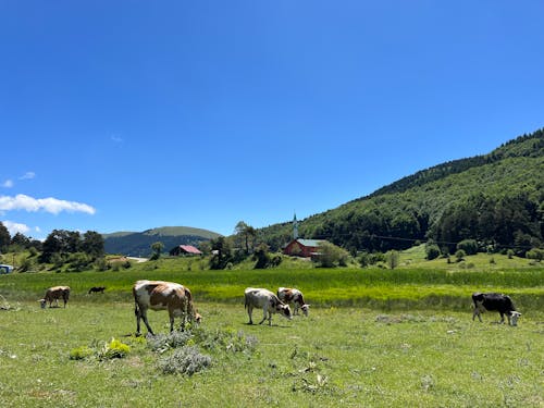 ハイランド牛, 去勢牛, 山村の無料の写真素材