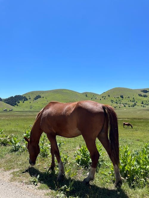 Horses Grazing on a Pasture in Mountains 