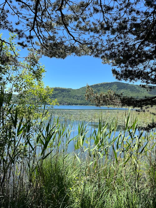 樹木, 湖岸, 湖景 的 免費圖庫相片