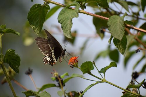 Free Close-up of a swallowtail butterfly feeding on an orange flower amidst green leaves outdoors. Stock Photo