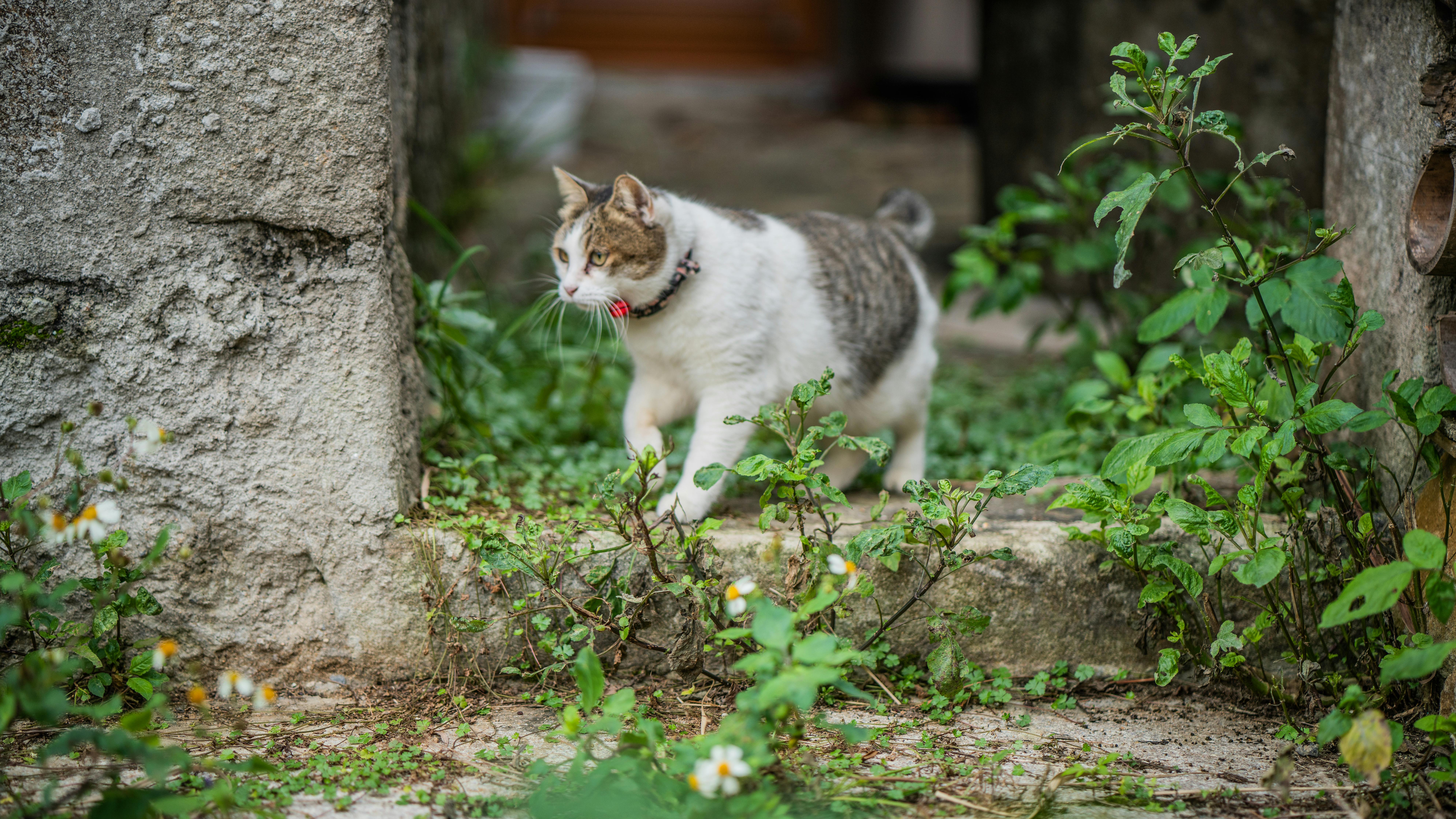 夢占い 猫が出てくる夢の意味80選 猫がたくさん出てくる夢 Uranaru ウラナル