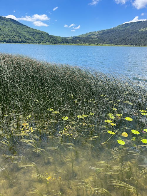 คลังภาพถ่ายฟรี ของ ทะเลสาบ, น้ำทะเลสีฟ้า, ภูเขาพื้นหลัง